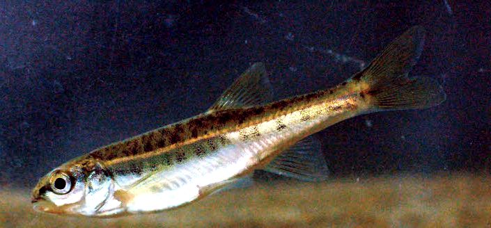 Phoxinus bigerri_03.jpg